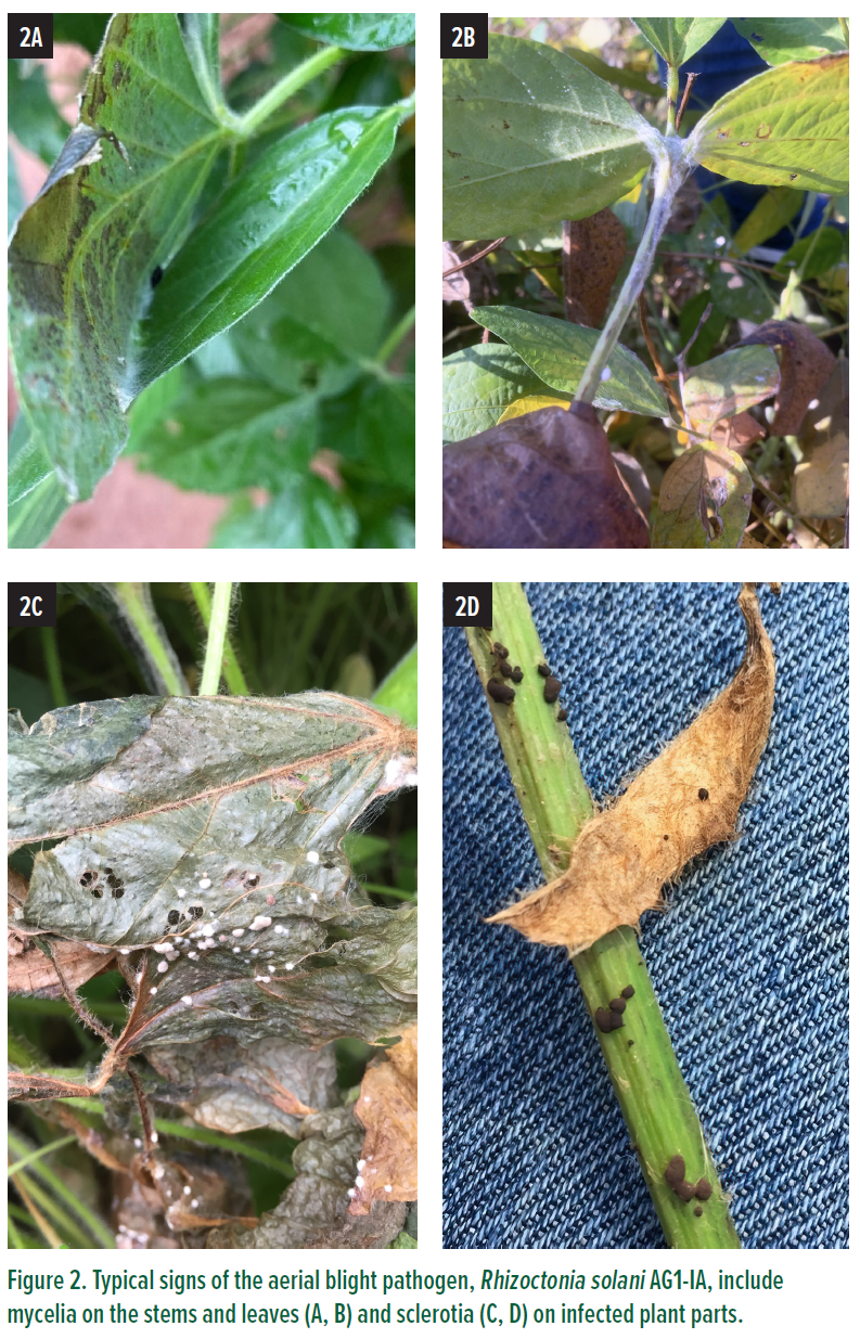 Four pictures of diseased soybean plants.